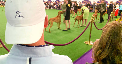 The 143rd Westminster Dog Show